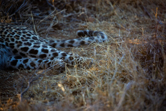 Leopard paws and tail