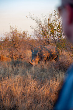 Rhino at sunset with unrecognisable male safari tourist