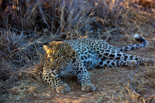 South African female leopard