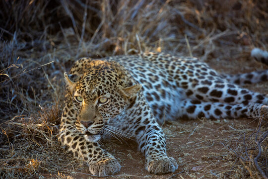 Female leopard in Timbavati reserve