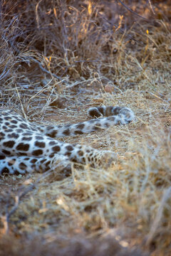 Leopard paws and tail