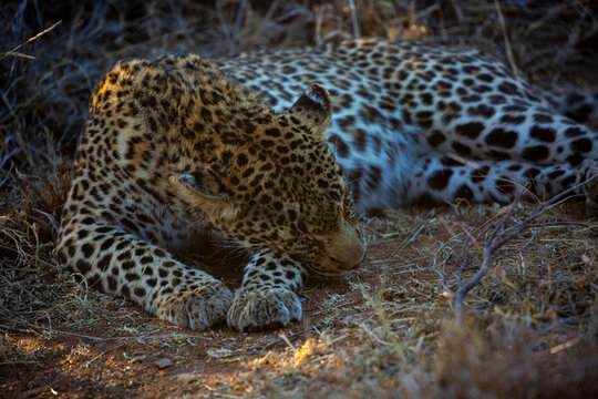 Female leopard sleeping