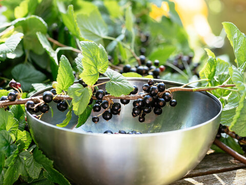 Blackcurrant harvest