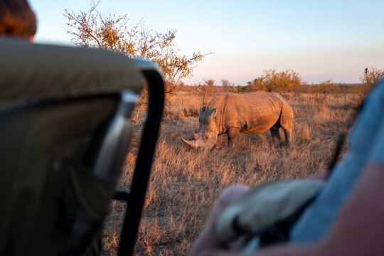 White rhino grazing near a safari vehicle at sunset