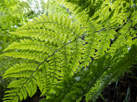 fern and frond