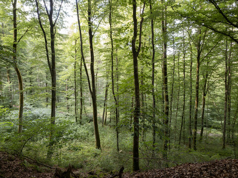 forest in Eifel