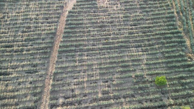 agave plants in tequila, jalisco, mexico