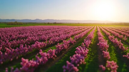 Fototapeta premium Beautiful pink flower fields under a clear sky with a warm sunset, stretching towards the horizon with mountains in the background.