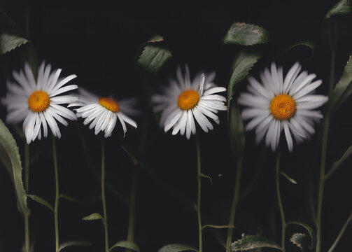 Scanned Oxeye Daisies