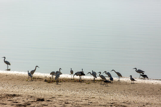 Egrets, Grey headed Gulls and Scared Ibis gathered on the shoreline