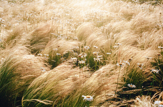 Wheat Grass in Sunlight 