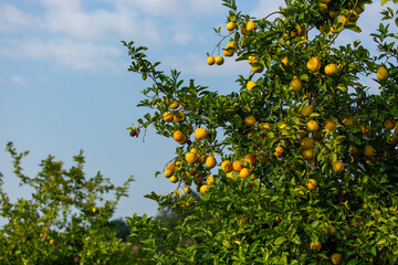Oranges growing on trees in Mozambique