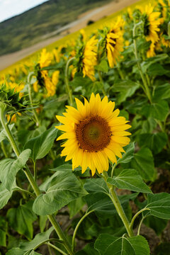A Single Sunflower in a Field of Yellow Blooms on a Sunny Day