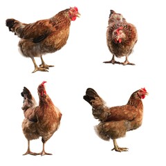 brown chicken hen for farmers concept