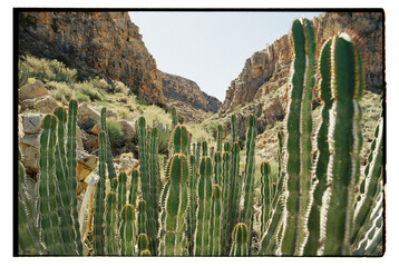 Euphorbia desert succulent cactus
