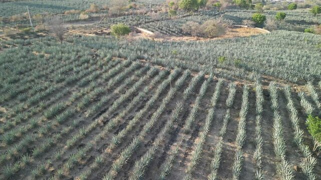 agave plants in tequila, jalisco, mexico