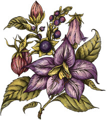 Vintage Poisonous Belladonna Flower, Isolated PNG Witchcraft Magic Floral Illustration