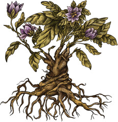 Vintage Poisonous Mandrake Flower, Isolated PNG Witchcraft Magic Floral Illustration