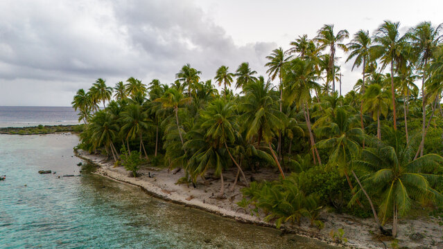 Lush vibrant green palm trees on the shore of tropical island Taha'a in French Polynesia near Bora Bora. The sandy beach is next to a coral reef for a healthy ecosystem in the azure salt water ocean. 