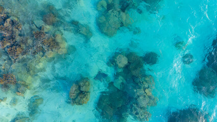 Giant manta ray fish swimming in clear azure ocean water near the tropical island of Bora Bora. Aerial view captured by drone.