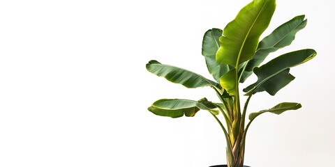 Potted banana plant isolated on white background