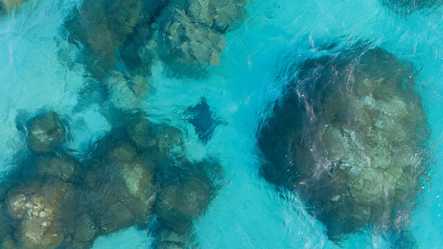 Giant manta ray fish swimming in clear azure ocean water near the tropical island of Bora Bora. Aerial view captured by drone.