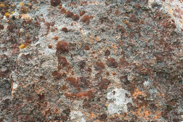 mossy overgrown mountain ground texture