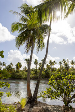 Palm trees on the beach of tropical island Taha'a in French Polynesia near Tahiti and Bora Bora. The coast is surrounded by a body of water with a healthy coral reef ecosystem. 