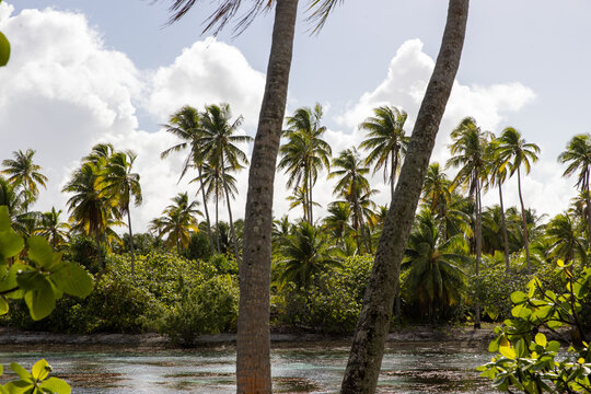 Palm trees on the beach of tropical island Taha'a in French Polynesia near Tahiti and Bora Bora. The coast is surrounded by a body of water with a healthy coral reef ecosystem. 