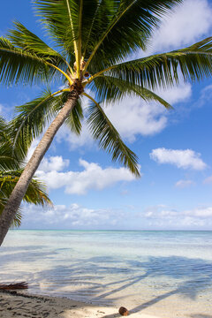 Palm tree on a tropical island beach under a blue sky. 