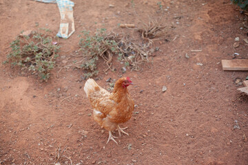 chicken