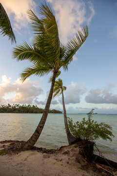 A skinny palm tree with fronds blowing in the wind on a tropical island beach surrounded by beautiful ocean sea water. 