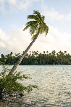 A tropical island palm tree leans over azure ocean sea water from the Taha'a in French Polynesia. 