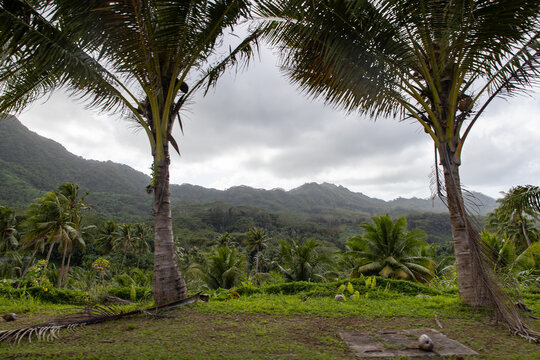 A dense jungle filled with tropical palm trees on the island of Taha'a in French Polynesia