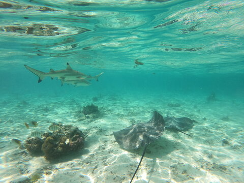 Black tip reef sharks and stingrays swim in shallow azure ocean water off the coast of Bora Bora. Swimming with sharks is a popular tourist activity on the island. 
