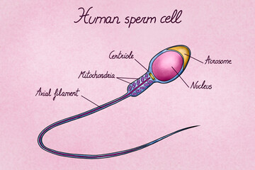 Illustration of human sperm cell with labelled parts