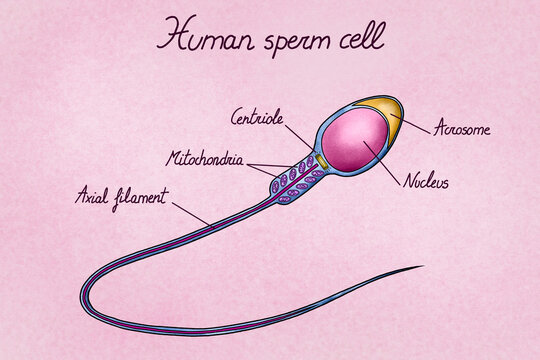 Illustration of human sperm cell with labelled parts