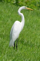 Great Eastern Egret