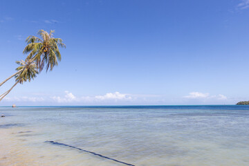 A palm tree leans over the South Pacific ocean in French Polynesia. Sunshine over the sea with a feeling of paradise and luxury on a tropical island. 