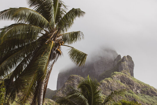 Palm trees blow in the wind at the base of Mount Otemanu on the beautiful tropical island Bora Bora in French Polynesia. 