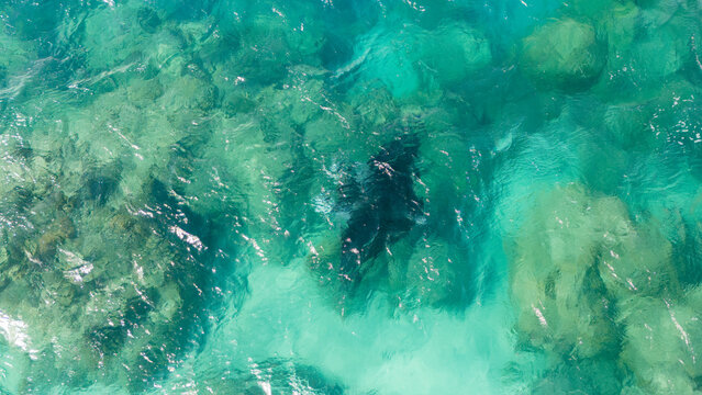 Aerial view by drone of endangered species manta ray swims in clear blue ocean water off the coast of Bora Bora in French Polynesia. 
