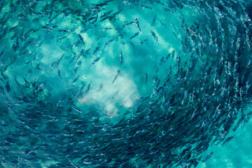 A close up aerial view of a school of Australian Salmon