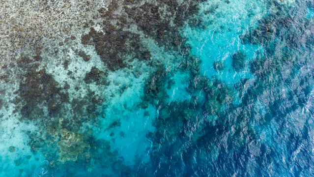 Aerial view captured by drone looking through clear azure ocean water on the island of Bora Bora in French Polynesia. A healthy and vibrant coral reef is revealed. 