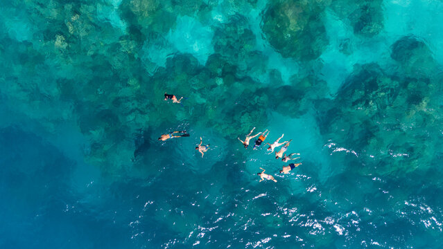 Snorkelers snorkel above clear south pacific ocean water around the tropical island Bora Bora as they watch endangered species Manta Ray swim under the sea. Drone view. 
