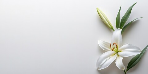 Naklejka premium Funeral lily on white background offering abundant space for strategic text placement 