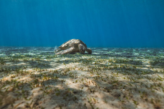 turtle feeding on bottom