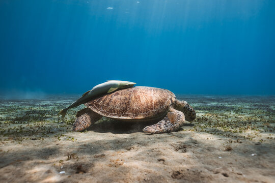 green turtle with sucker shark on the back