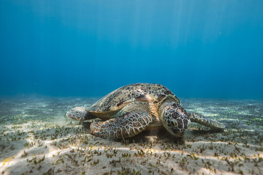 endangered green sea turtle