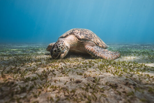 green sea turtle eating sea grass