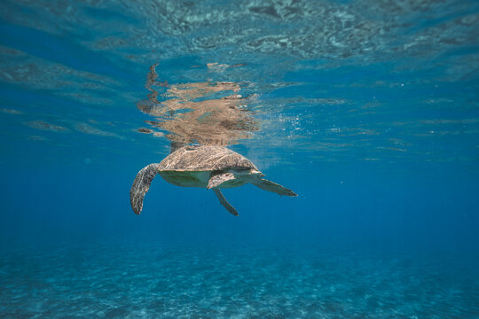 swimming turtle